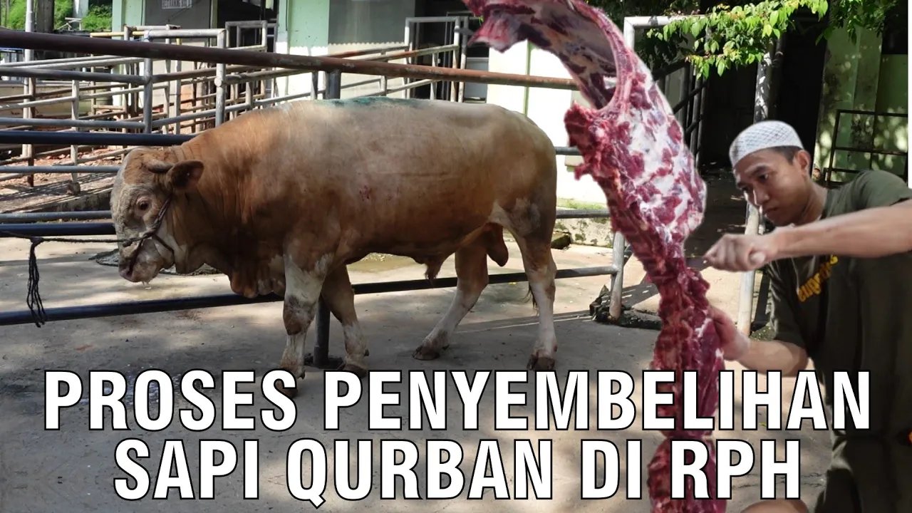 
                                 Sembelih-Sapi-Qurban-2023-Di-RPH